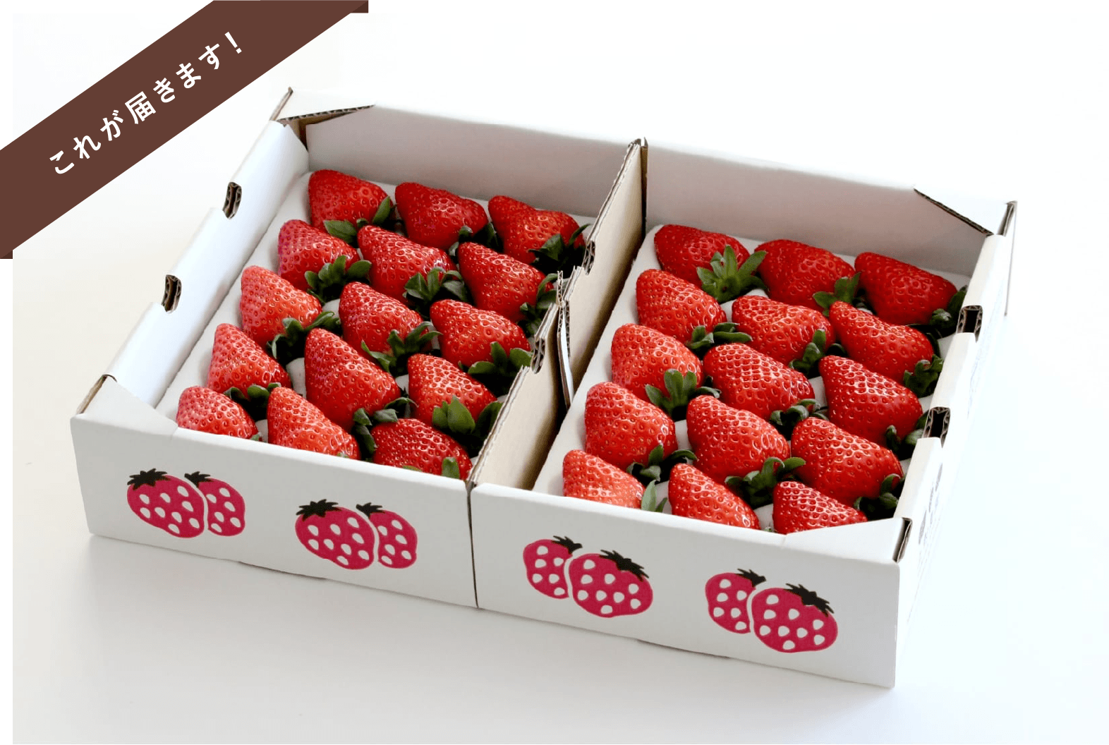 36cm✕26cm 1箱(2トレー入り)